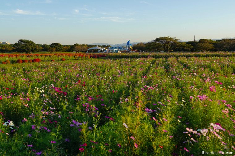 Japan Fukuoka Uminonakamichi Seaside Park