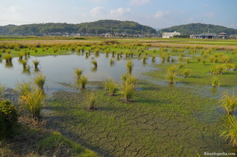 Japan Okayama Bicycling Kibi Plain