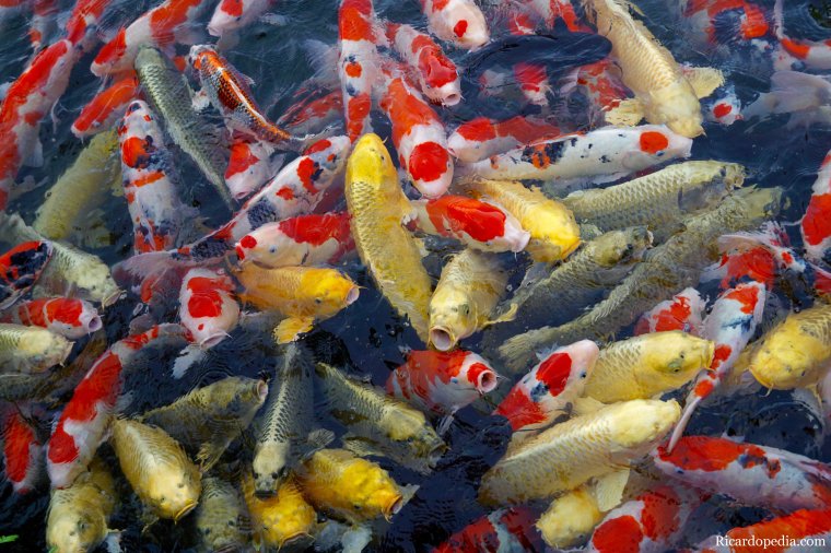 Japan Takamatsu Ritsurin Koen