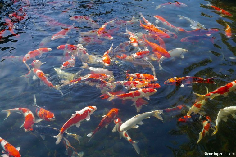 Japan Himeji Kokoen Garden