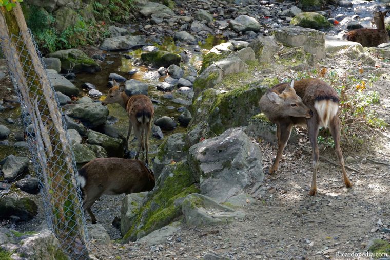 Japan Nara Deer