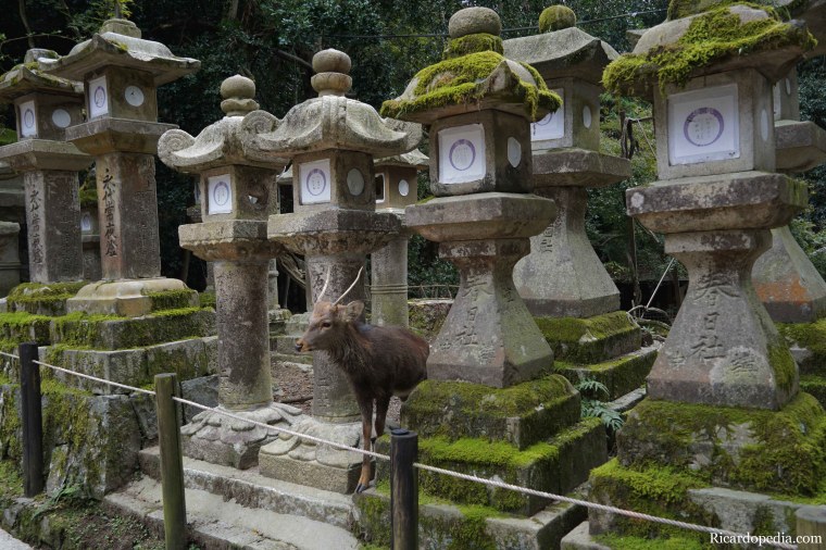 Japan Nara Deer