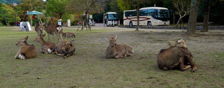 Japan Nara Deer