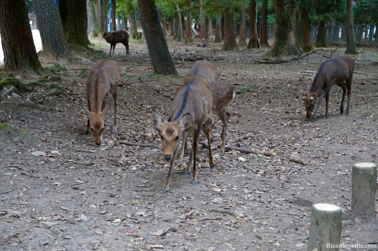 Japan Nara Deer