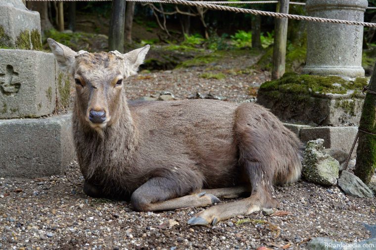 Japan Nara Deer