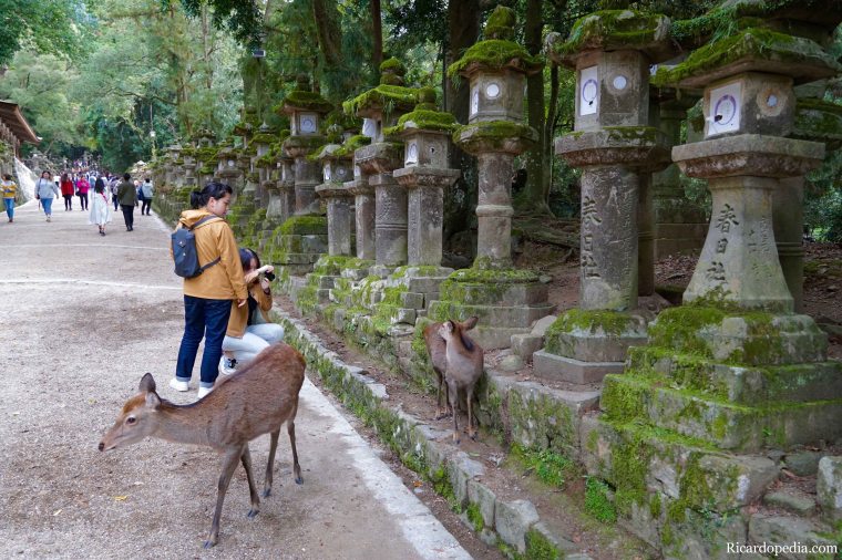 Japan Nara Kasuga Taisha