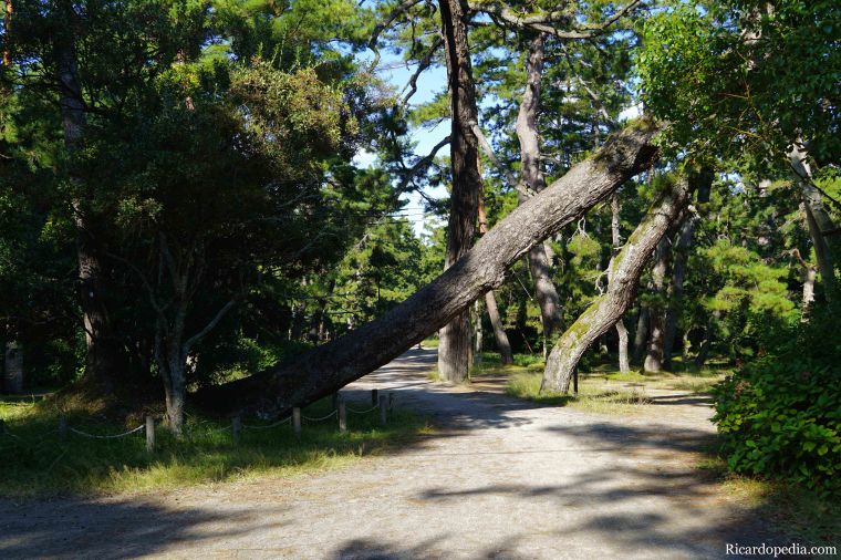 Japan Amanohashidate Sandbar