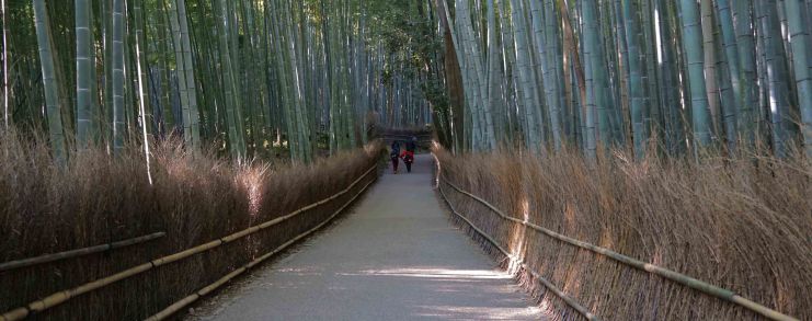 Japan Kyoto Arashiyama Bamboo Grove
