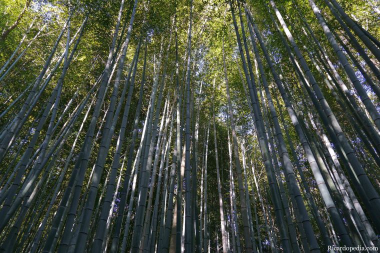 Japan Kyoto Arashiyama Bamboo Grove