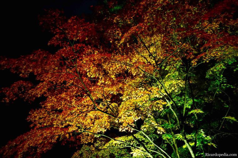 Japan Kanazawa Kenrokuen Garden Night