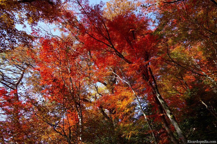 Japan Takayama Castle Ruins