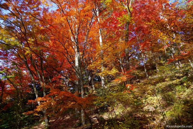 Japan Takayama Castle Ruins