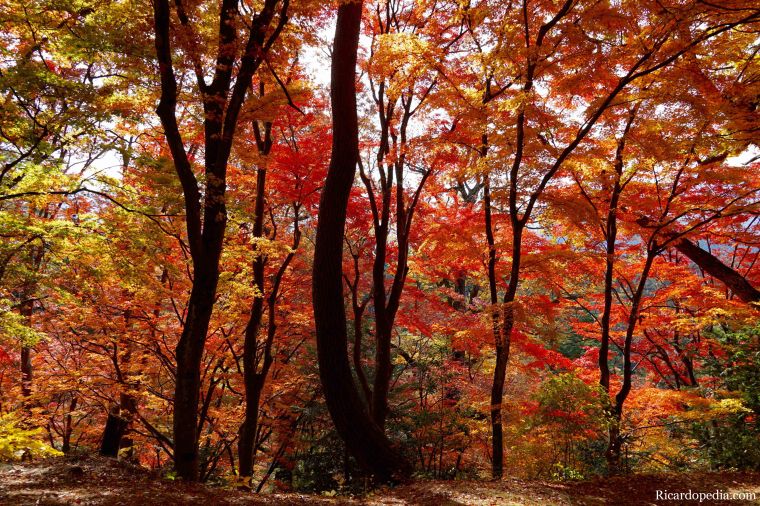 Japan Takayama Castle Ruins