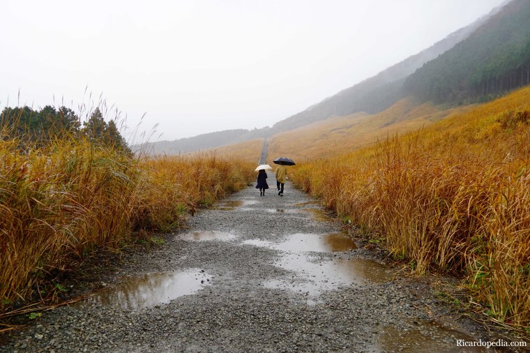 Japan Hakone Sengokuhara Pampas Grass Field