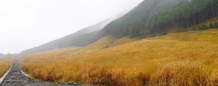 Japan Hakone Sengokuhara Pampas Grass Field
